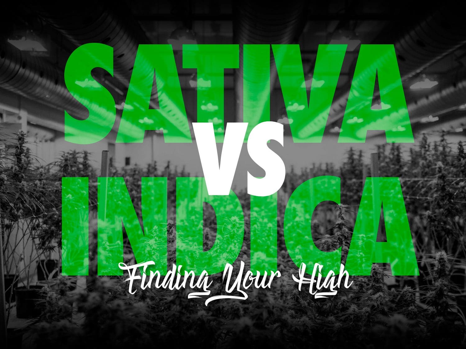 What is the difference between Sativa and Indica Cannabis Strains