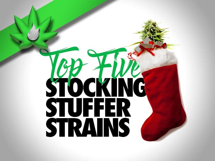 Top Five Christmas Cannabis Strains