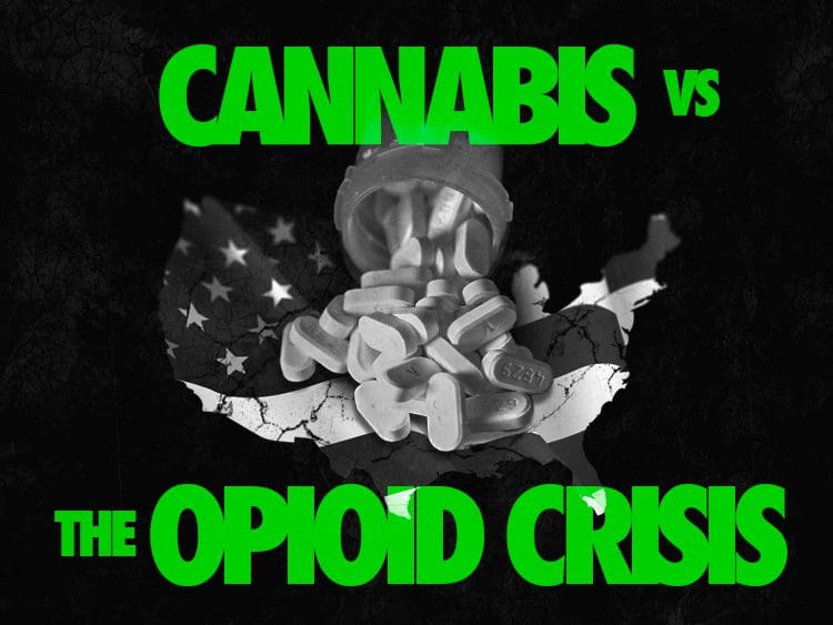 Cannabis vs the Opioid Crisis