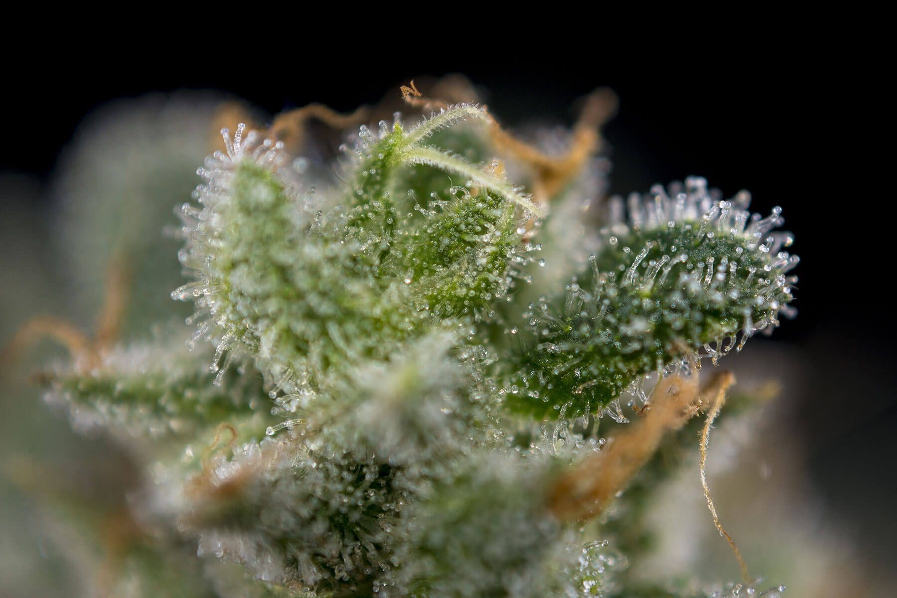 Terpenes and the CBD trichome caps of the cannabis flower