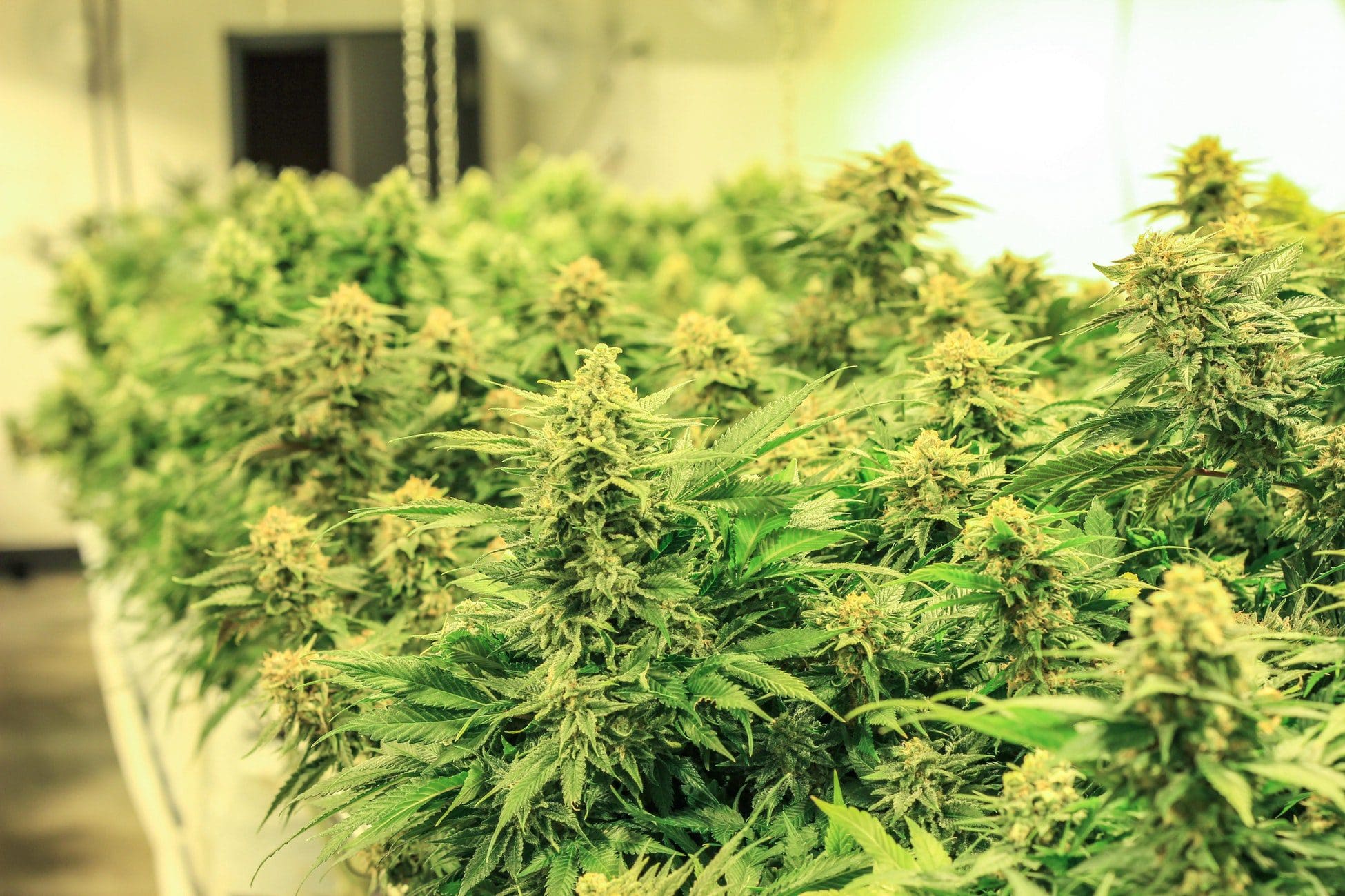 Terpenes, Marijuana cannabis weed plants, kush21