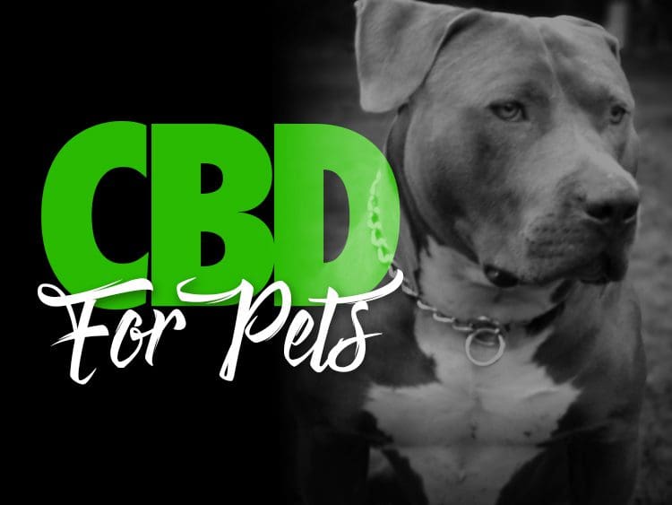 CBD for Pets