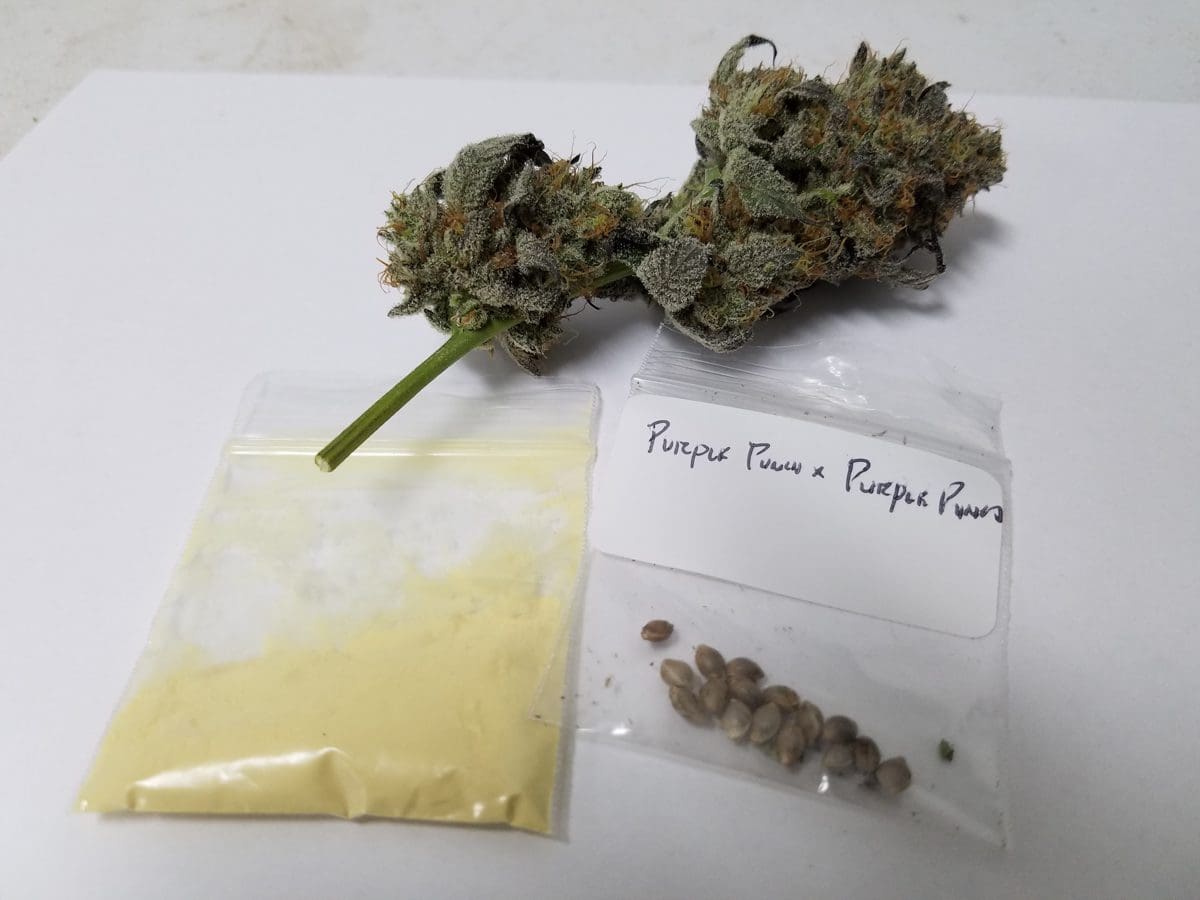 GoodGood Farms Purple Punch Flower with seeds