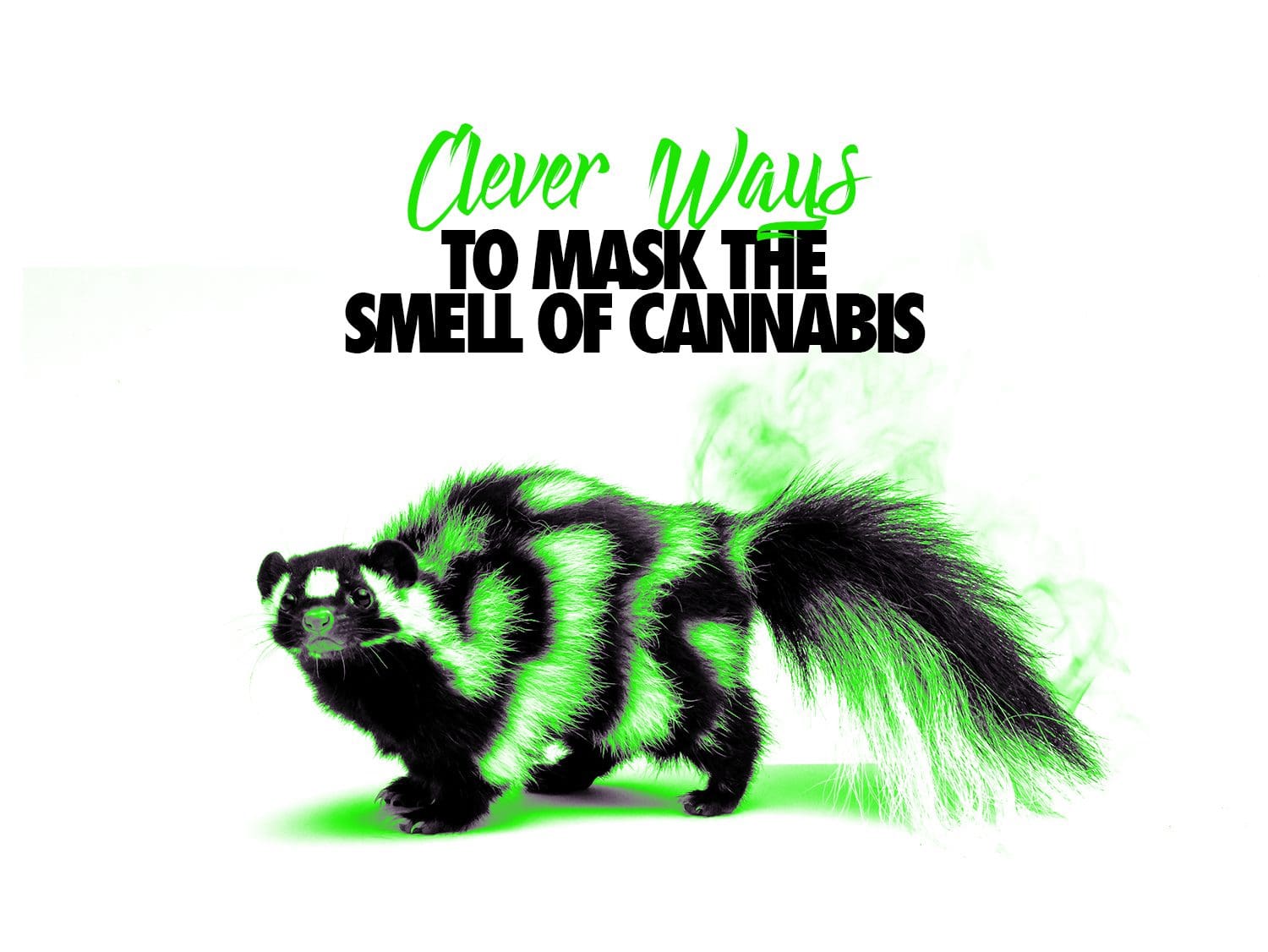 Clever Ways to Mask the Smell of Cannabis