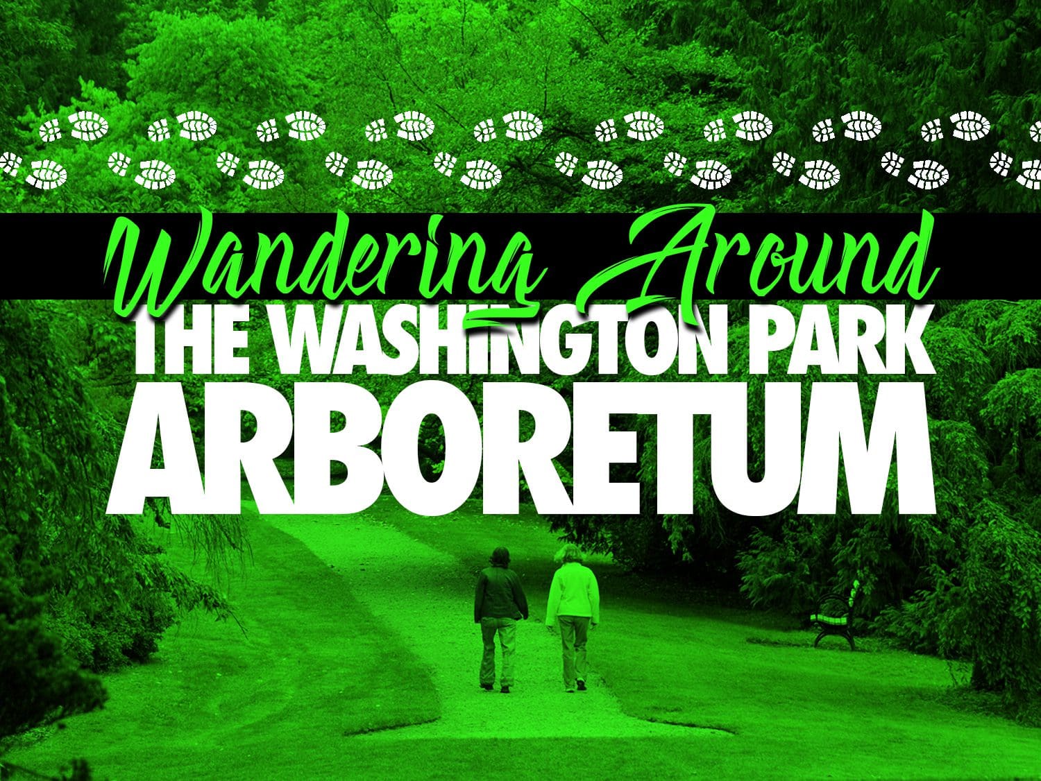 Wandering Around The Washington Park Arboretum