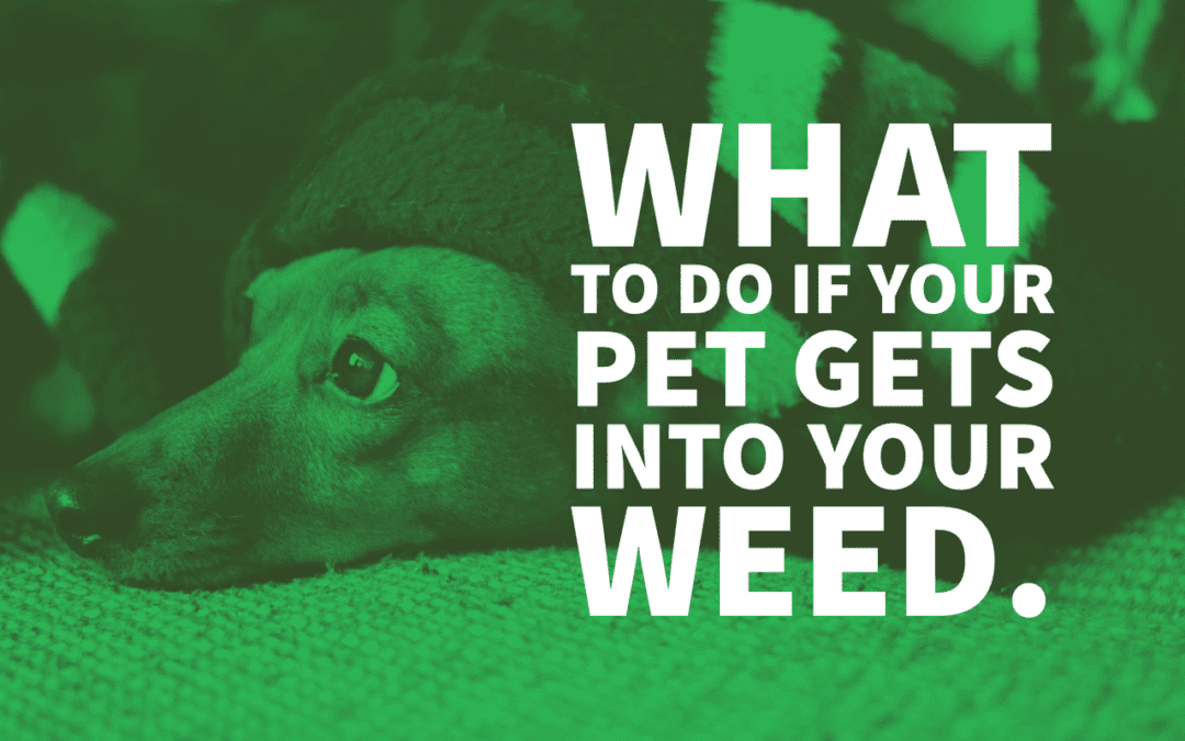 What to Do If Your Pet Gets Into Your Weed