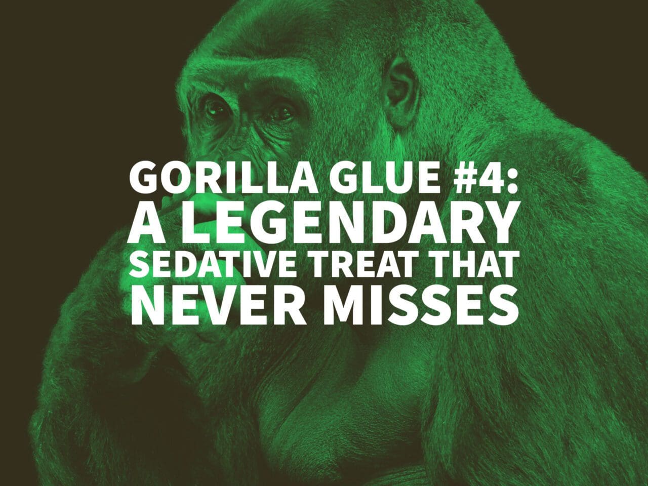 big chief gorilla glue 4