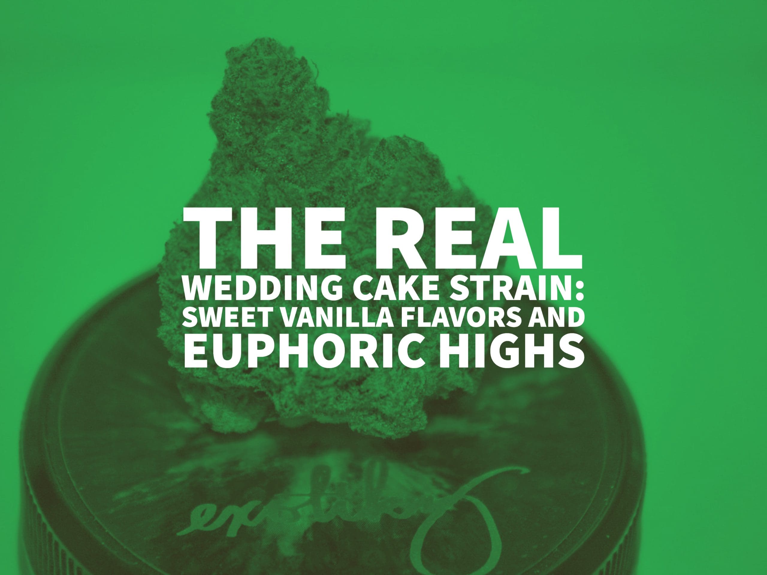 The Real Wedding Cake Strain: Sweet Vanilla Flavors And Euphoric Highs