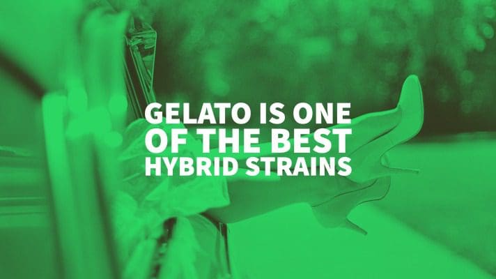 Gelato Is One Of The Best Hybrid Strains