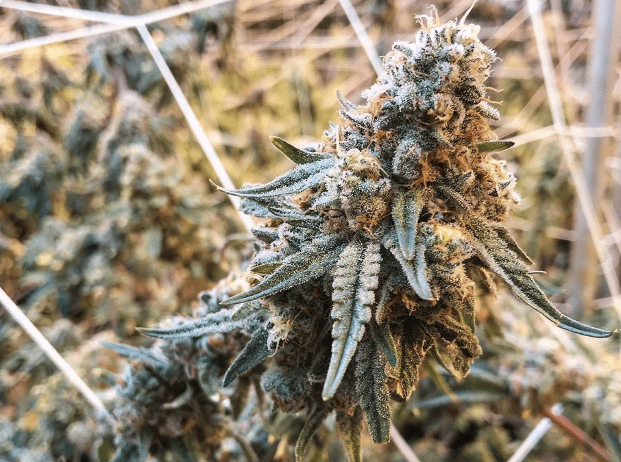 Pagoda Premium Indoor: Low-Cost High-Quality Strains