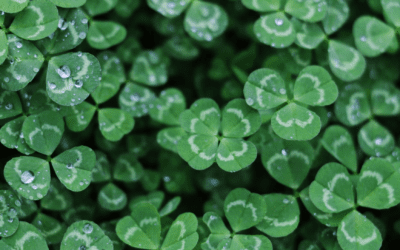 5 Cannabis Brands To Check Out On St. Patty’s Day at Kush21