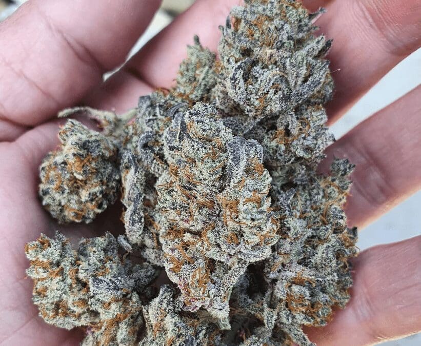 Dolato Strain: A Fresh & Fruity Indica