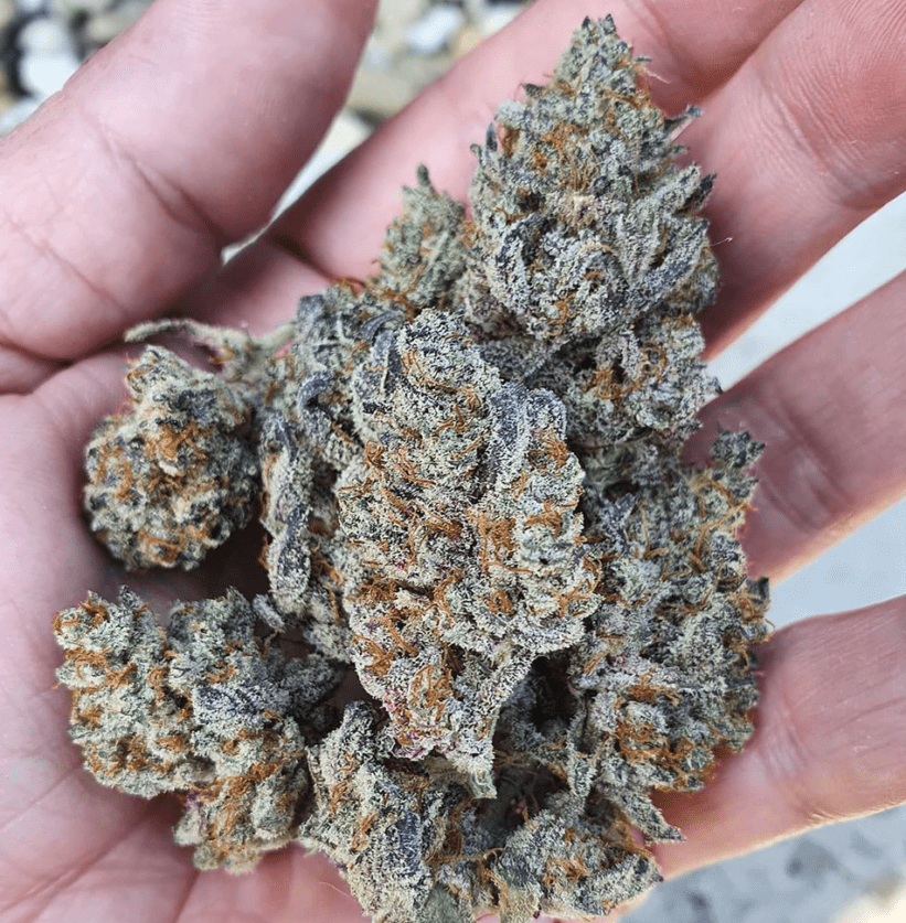 Dolato Strain: A Fresh & Fruity Indica