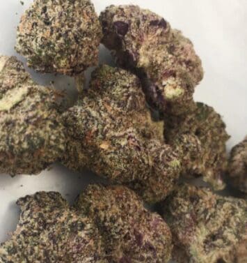 Black Cherry Gelato 