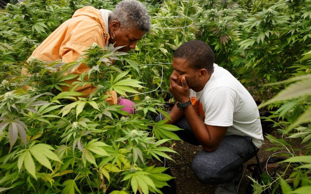 The Hollingsworth Is Fighting For Social Equity