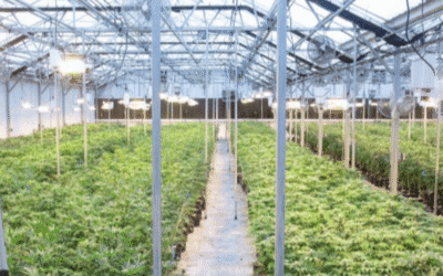 From the Soil: Regenerative, Living-Soil Cannabis Done Right