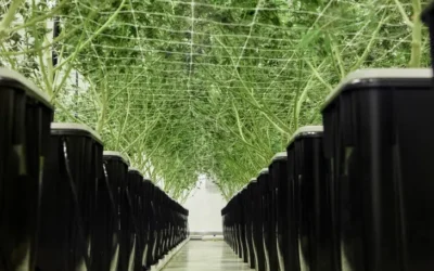 Torus – We are a farm