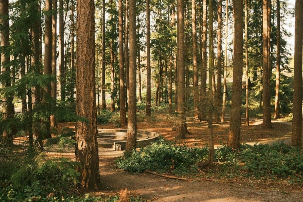 a bench in the middle of a forest in Burien, WA
